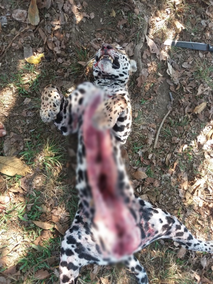 Peão é brutalmente atacado por onças, imagens fortes! - CompreRural